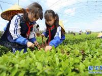  山東即墨：采茶葉 學茶藝