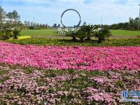  山東榮成：花開櫻花湖