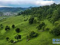  陜西關(guān)山草原：綠茵似毯惹人醉