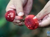  廣西欽州：野生紅椎菌迎來(lái)收獲季