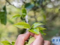  云南布朗山：茶香不怕林子深