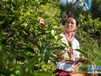  云南布朗山：茶香不怕林子深