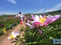  黑龍江牡丹江：芍藥芬芳引游人