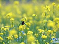  西藏：油菜花開似金毯