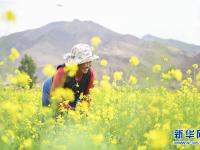  西藏：油菜花開(kāi)似金毯