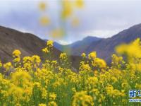  西藏：油菜花開(kāi)似金毯