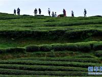  湖北恩施：山區(qū)茶園引游客