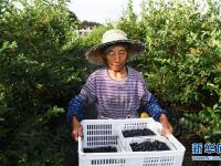  重慶南川：藍莓產業(yè)助力鄉(xiāng)村振興