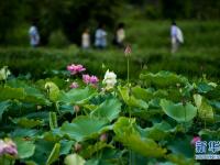  云南普者黑：徜徉花海間