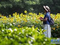  上海：暫別陰雨 游人賞花