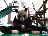  上海：動物園里的“清涼夏日”