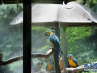  上海：動物園里的“清涼夏日”