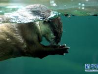  上海：動物園里的“清涼夏日”