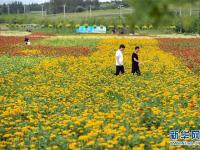  吉林長春：“暢游”花海