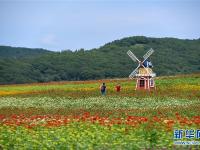  吉林長春：“暢游”花海