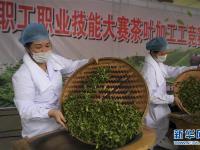  廣西玉林：炒茶葉 賽技能