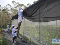  廣西興業(yè)打造香蕉、粉蕉無枯萎病健康二級種苗繁育基地