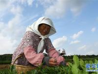  山東日照：秋茶采摘忙