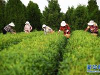  山東日照：秋茶采摘忙