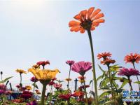  長春蓮花山：花海醉游人