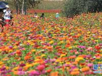  長春蓮花山：花海醉游人