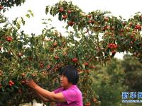  河北清河：山楂紅了