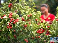  河北清河：山楂紅了