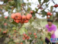  河北清河：山楂紅了