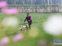  山西太原：花卉產業(yè)助增收