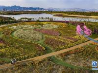  寧夏石嘴山：“塞上江南”現(xiàn)花海