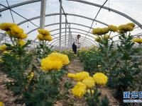  河北巨鹿：菊花香漫扶貧路