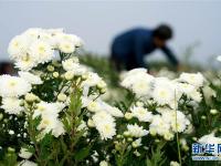  河北巨鹿：菊花香漫扶貧路