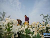  河北巨鹿：菊花香漫扶貧路