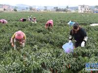  云南沾益：蔬菜種植促農增收