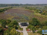  江蘇徐州：黃河故道變身濕地公園