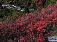  紅葉漫山秋意濃