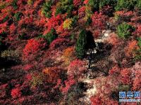  紅葉漫山秋意濃