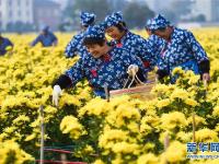  金秋山村盛開“致富花”