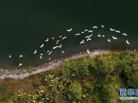  福建漳州：生態(tài)碧湖鳥翩飛