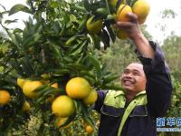  廣西上思：水果飄香脫貧路