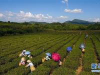  海南白沙：有機(jī)茶園采摘忙