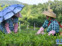  海南白沙：有機茶園采摘忙