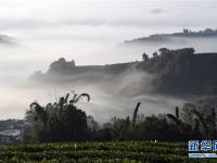  云南思茅：茶園云海美如畫