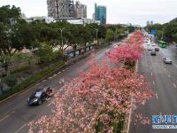  廣西柳州：美麗異木棉花競(jìng)相盛開