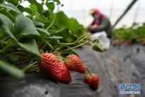 新疆三坪農場的草莓熟了