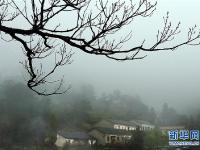 煙雨黃柏山