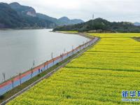 

油菜花開(kāi)布谷湖