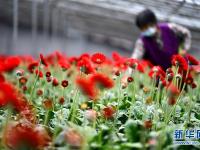 山東嶧城：鮮花扮靚脫貧路