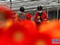 山東嶧城：鮮花扮靚脫貧路