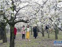 河南寧陵：萬(wàn)畝梨花競(jìng)芬芳